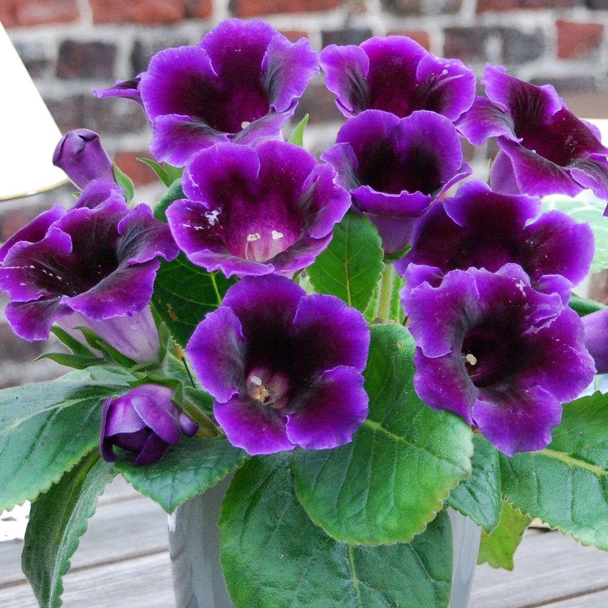Violet Purple Gloxinia Flower Seeds for Planting  Heirloom, Non-GMO, High Germination