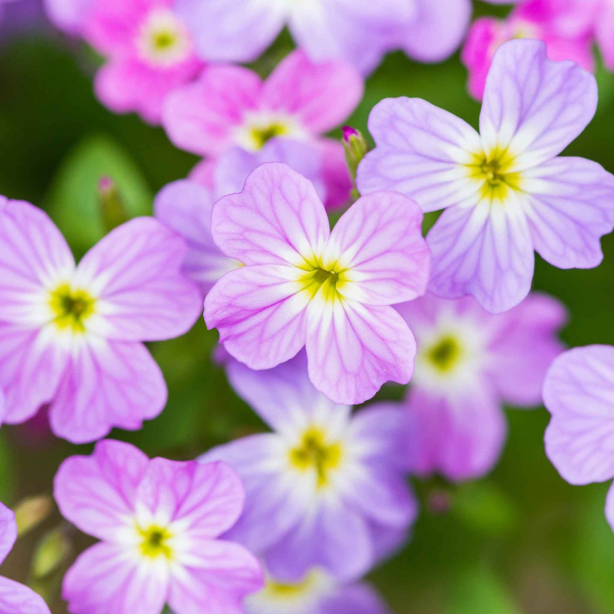 Virginia Stock (Malcolmia maritima) Flower Seeds for Planting Heirloom, Non-GMO, Easy to Grow, Annual