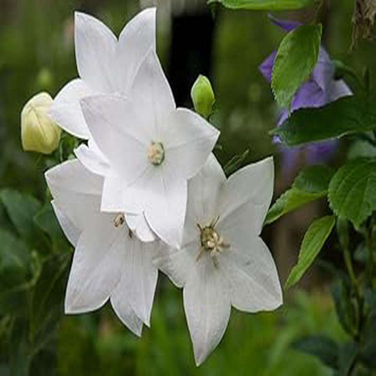 White Balloon Flower seeds for Planting - Wildflower Mix, Heirloom & GMO Free Seeds for Home Garden