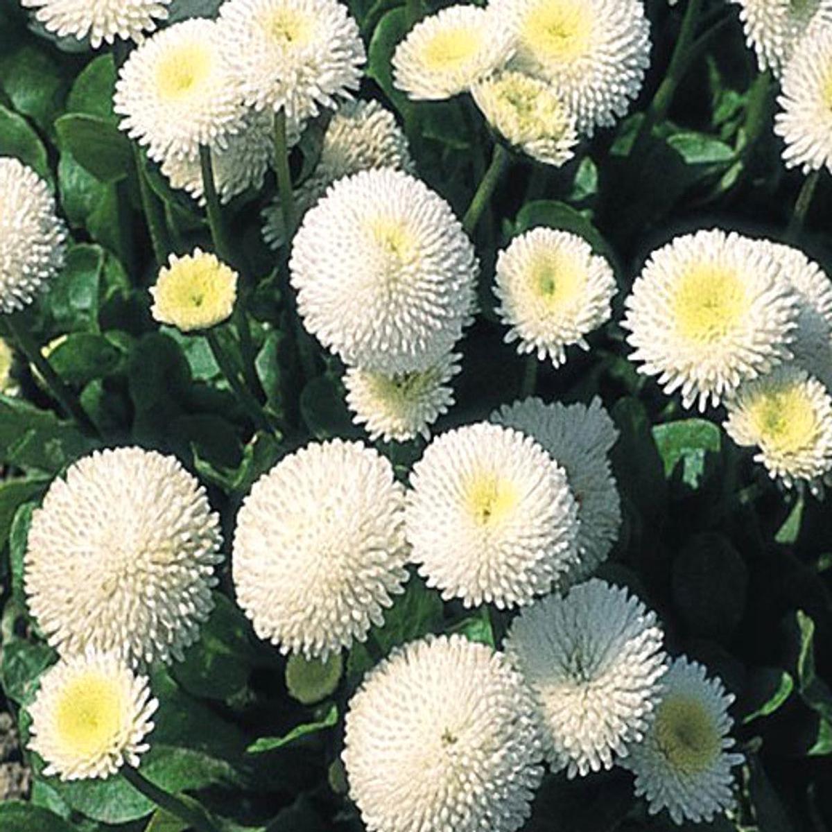 White Bellis Perennis Seeds for Planting Heirloom, Non-GMO, High Germination Organic Garden Seeds