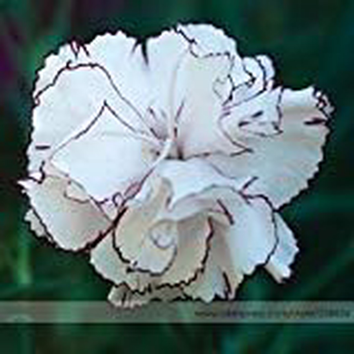 White Crimson Rim Flower Seeds for Planting  Non-GMO, Heirloom, High Germination Seeds