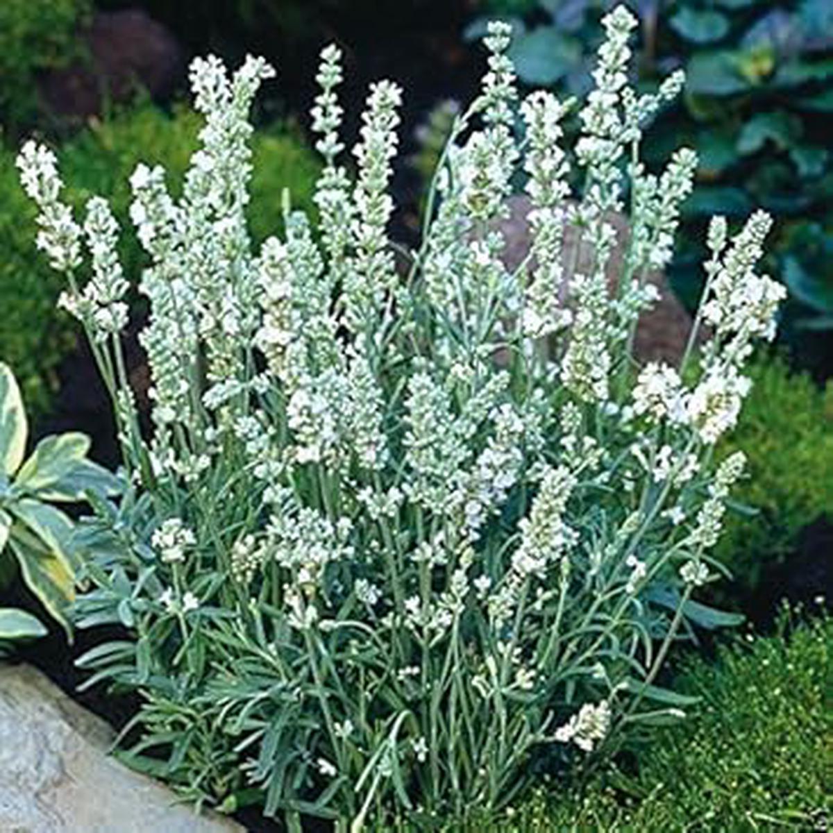 White Ellagance Snow Plant Seeds for Planting NON GMO Heirloom Seeds, High Germination, Organic Garden