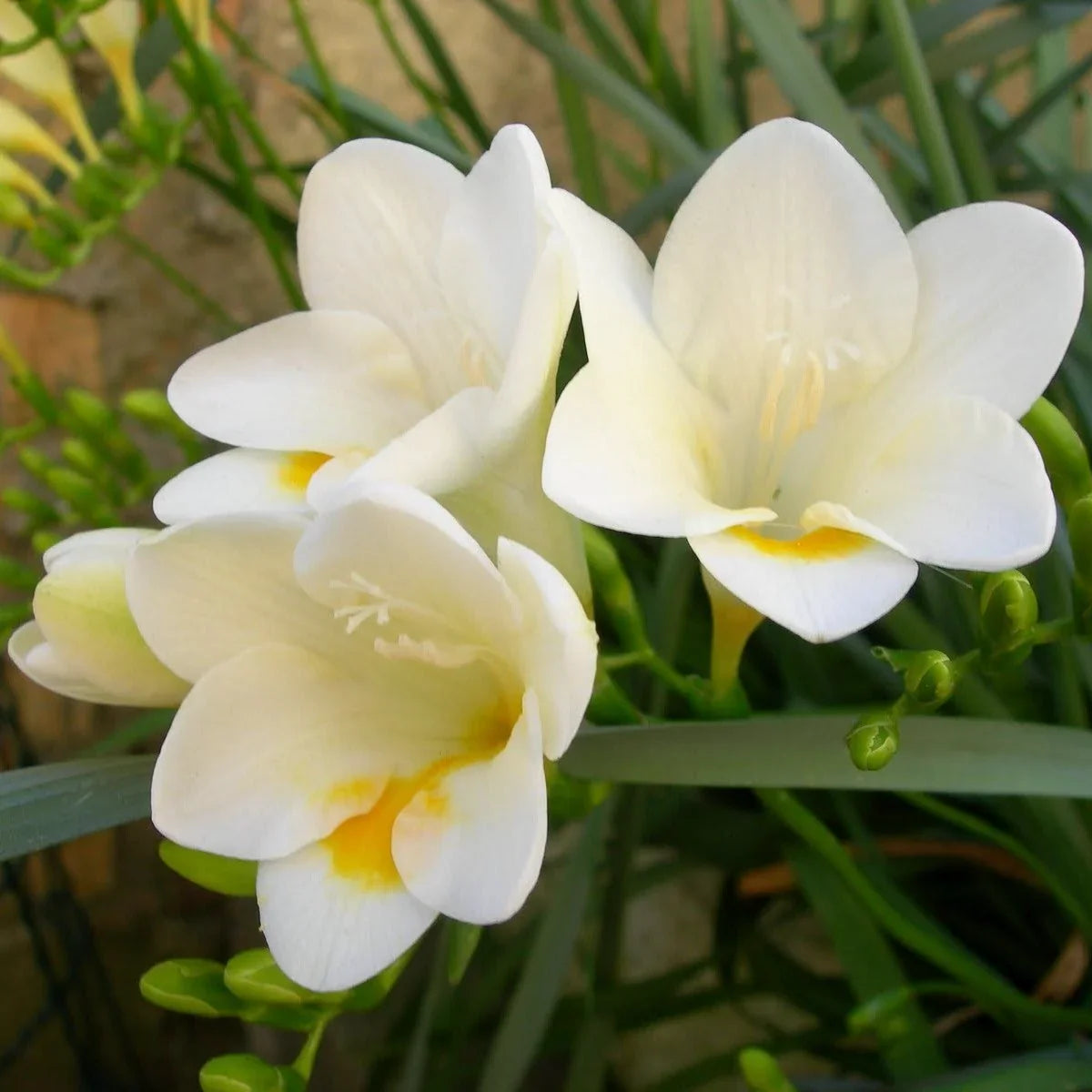 White Freesia Flower Seeds for Planting Heirloom, Non-GMO, Vibrant Organic Garden Seeds