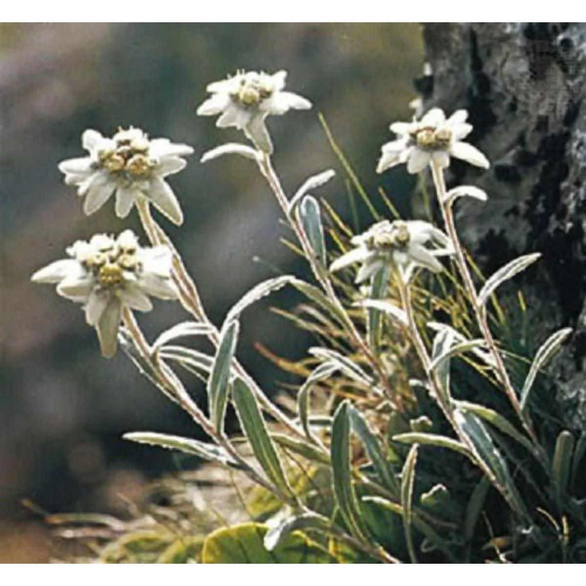 White Leontopodium Flower seeds for Planting - Hardy Variety, Heirloom & GMO Free Seeds for Home Garden