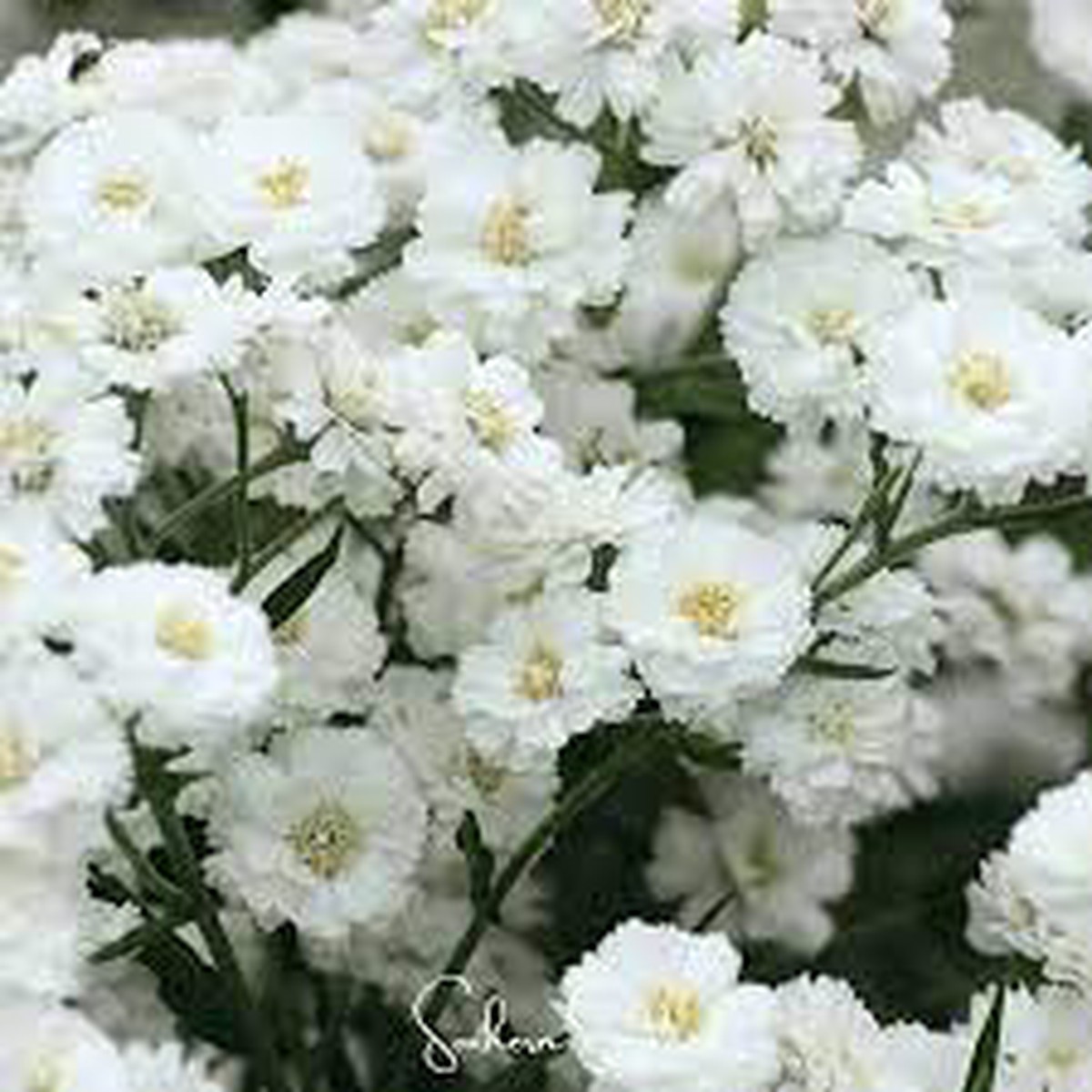 White Ptarmica Flower seeds for Planting - Vibrant Colors, Heirloom & GMO Free Seeds for Home Garden Sale
