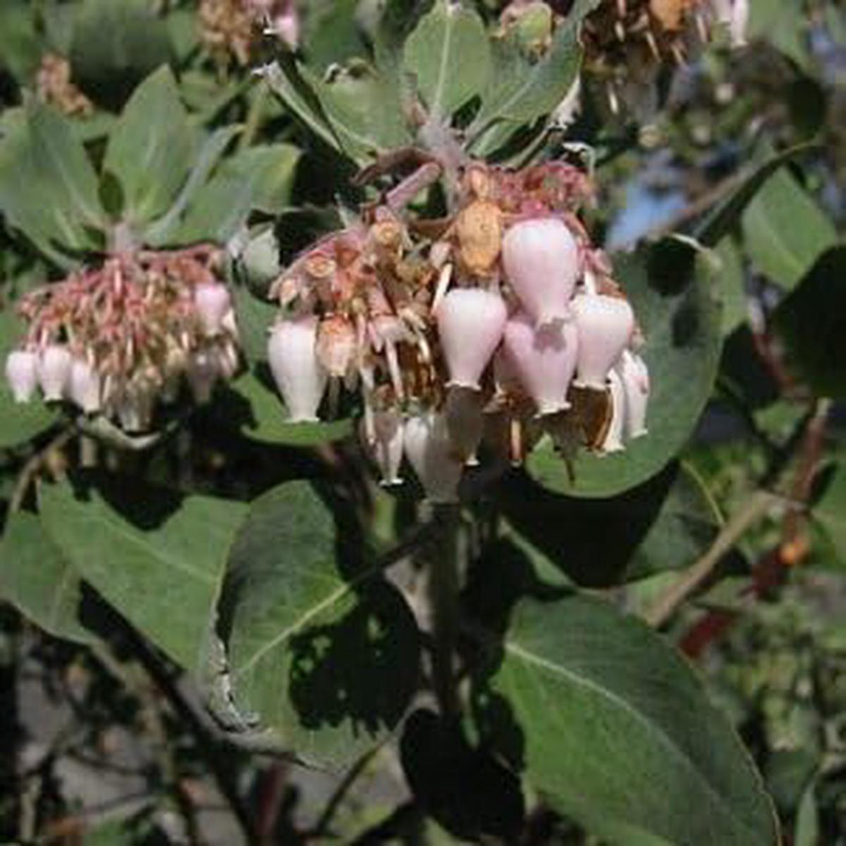 Whiteleaf Manzanita Plant Seeds for Garden Planting Non-GMO Heirloom Organic Garden Seeds, High Germination