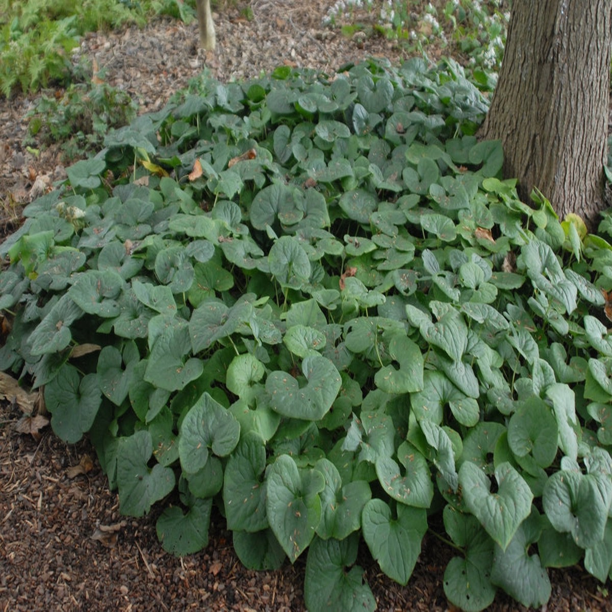 Wild Ginger Plant Seeds for Planting Heirloom, Non-GMO, High Germination Organic Garden Seeds