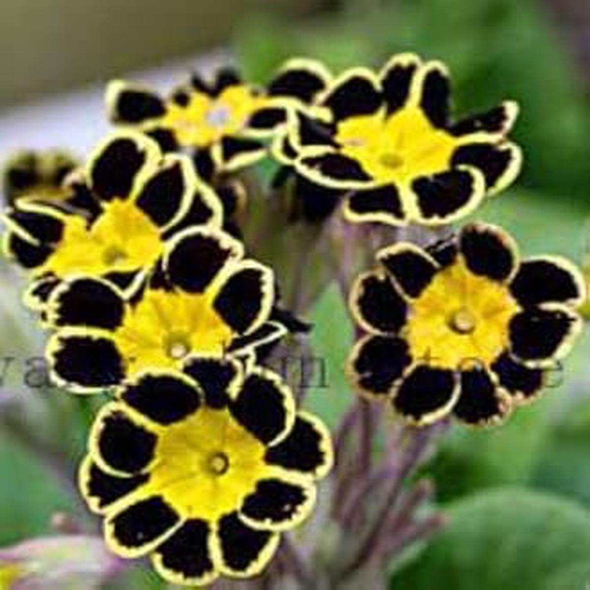 Yellow Black Primrose Flower seeds for Planting - Fragrant Blossoms, Heirloom & GMO Free Seeds for Home Garden