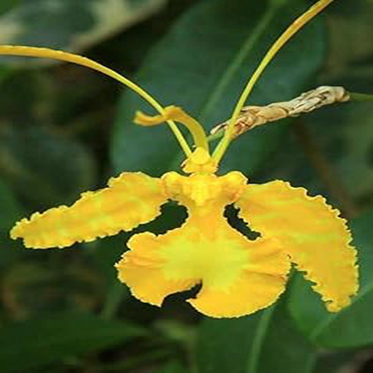 Yellow Butterfly Orchid Flower seeds for Planting - Premium Quality, Heirloom & GMO Free Seeds for Home Garden