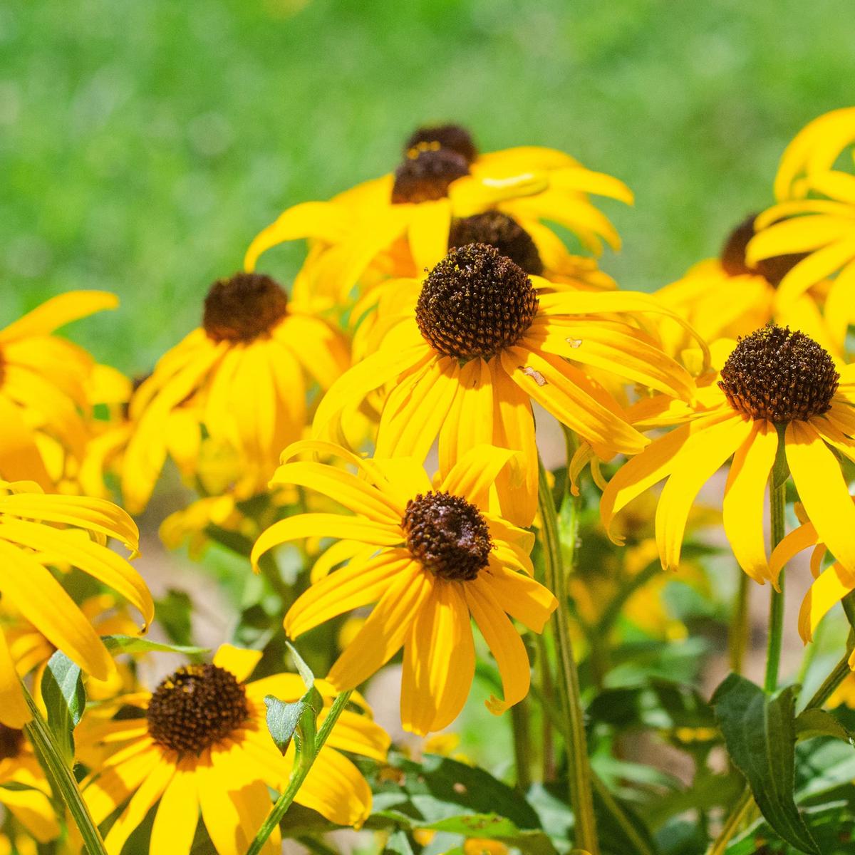 Yellow Echinacea Flower Seeds for Planting  Heirloom, Non-GMO, High Germination Organic Seeds to Attract Pollinators