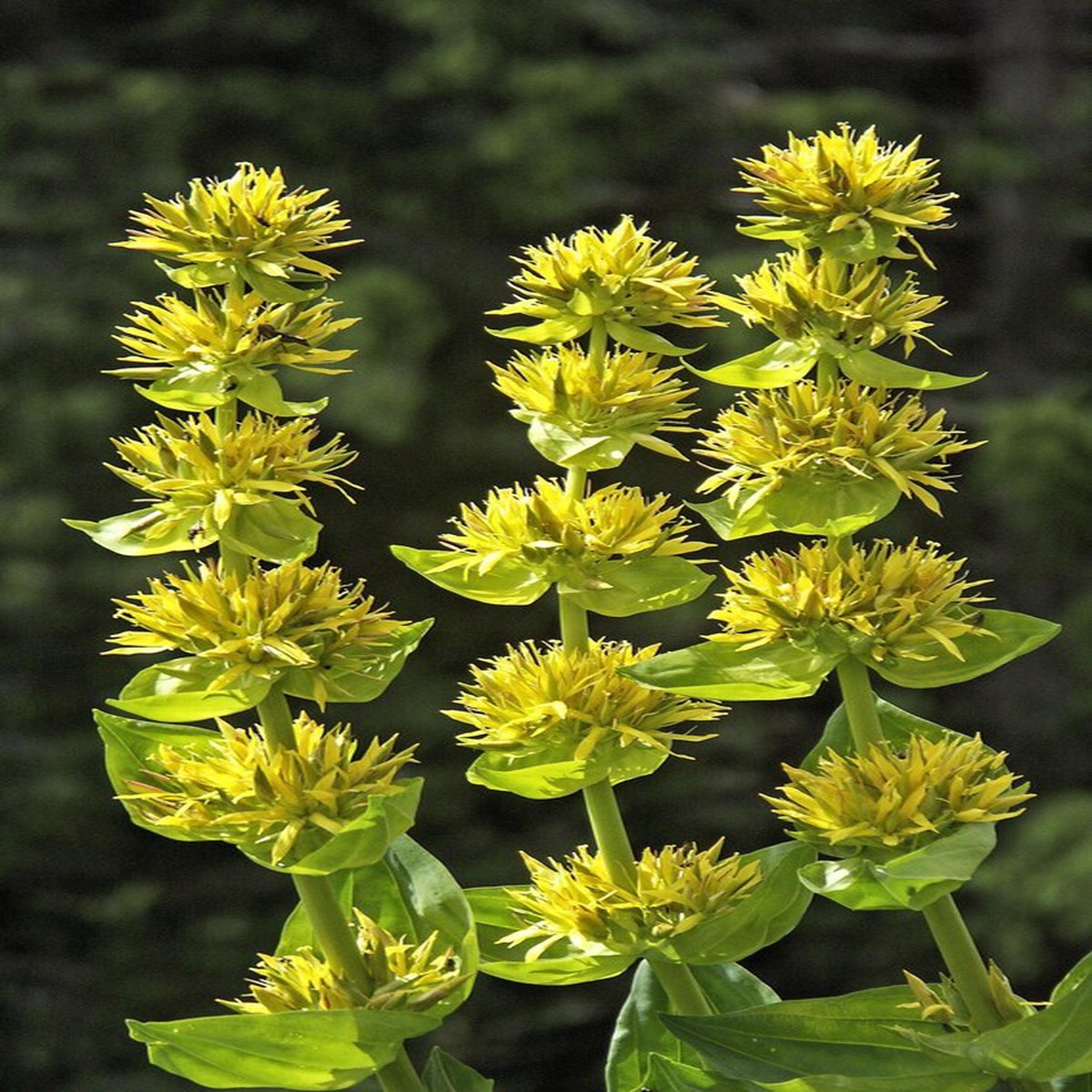 Yellow Gentian Flower Seeds for Planting Non-GMO Heirloom Organic Garden Seeds, High Germination