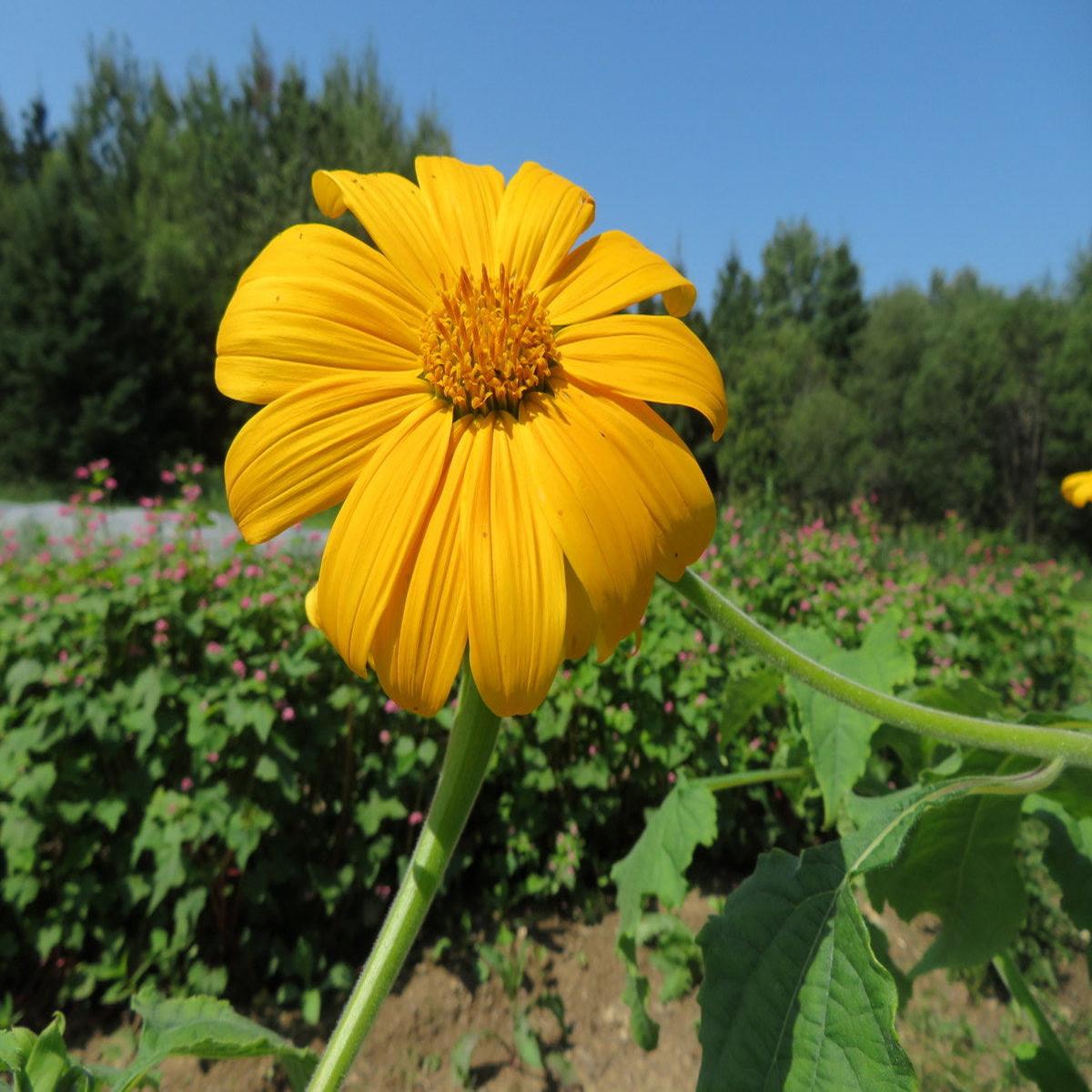 Yellow Giant Sunflower Tree Seeds for Planting Pollinator Friendly, Heirloom, Non-GMO, High Germination Seeds