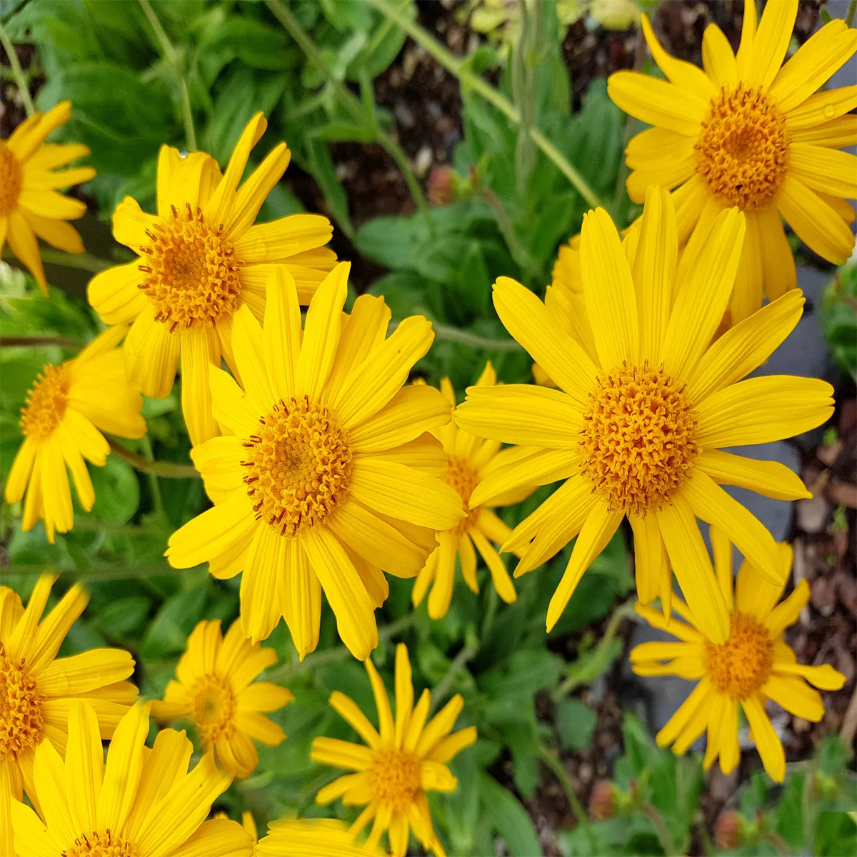 Yellow Mountain Arnica Flower seeds for Planting - Garden Favorite, Heirloom & GMO Free Seeds for Home Garden