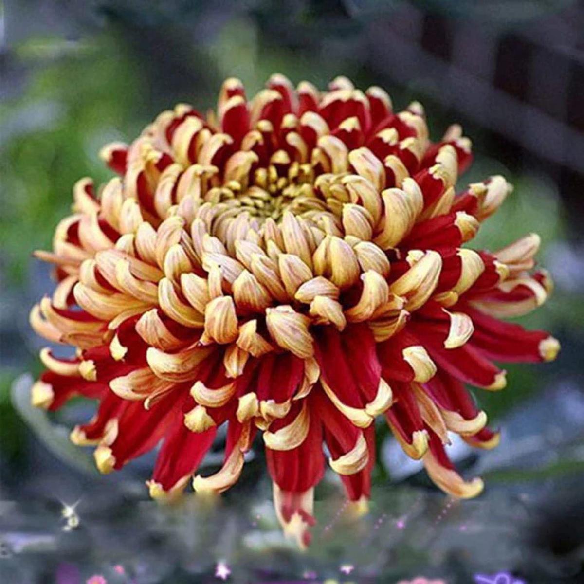 Yellow Red Chrysanthemum Flower seeds for Planting - Seasonal Bloomer, Heirloom & GMO Free Seeds for Home Garden