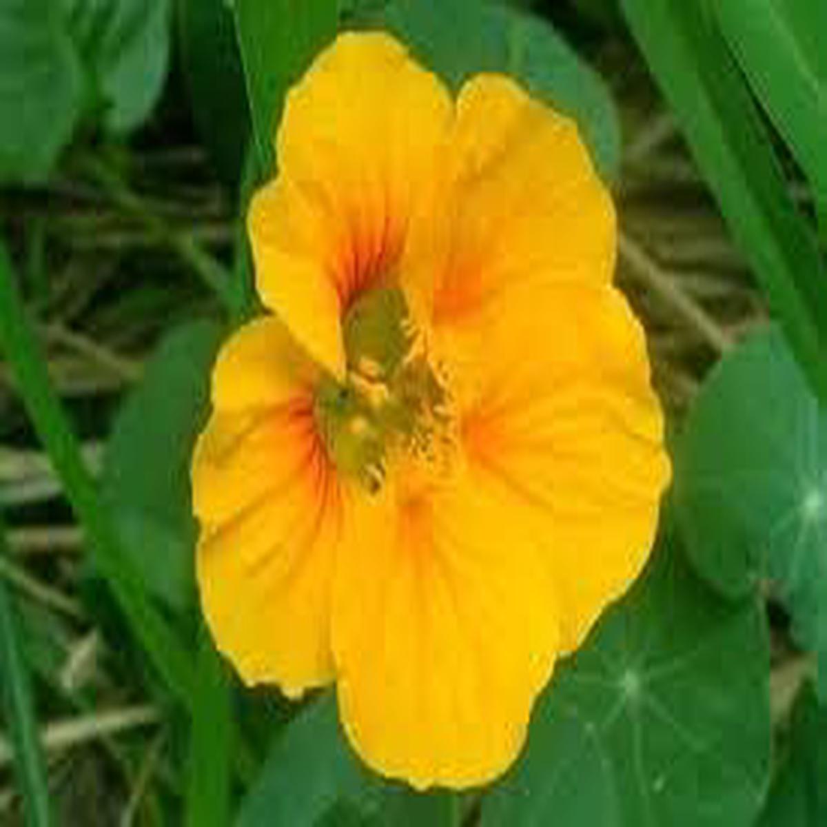 Yellow Tropaeolum Majus Flower Seeds for Planting Heirloom Non-GMO Organic Garden Seeds