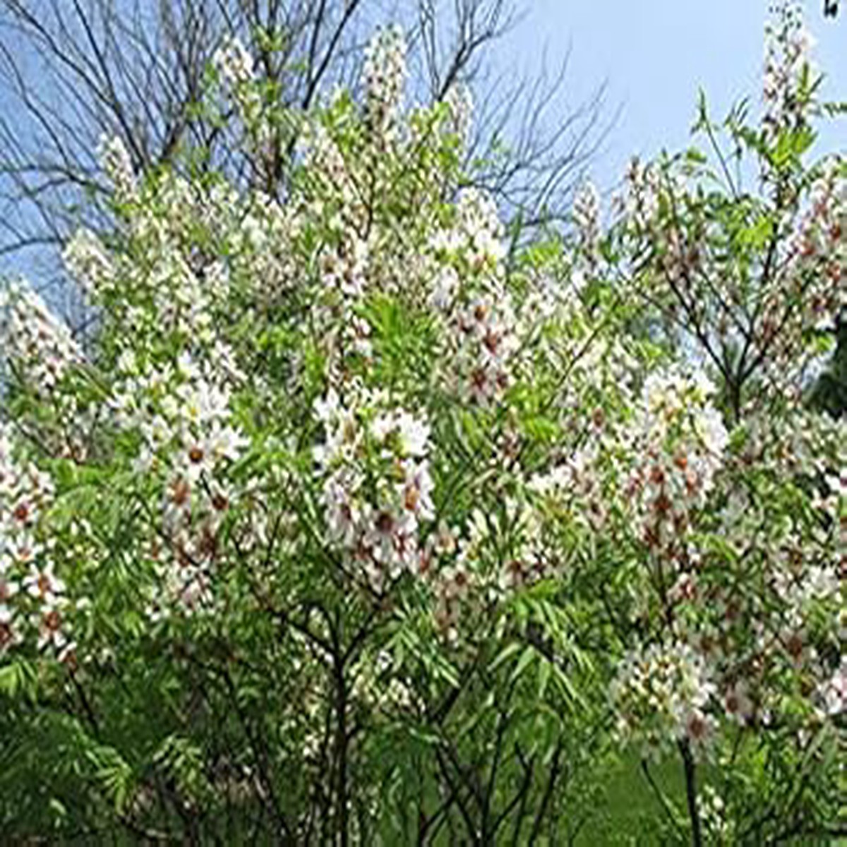 Yellowhorn Xanthoceras Sorbifolium Seeds for Planting Heirloom, Non-GMO Flowering Tree Seeds