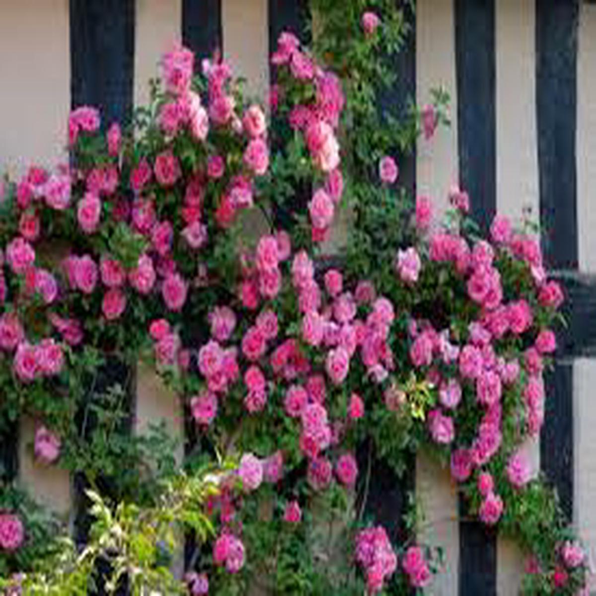 Zephirine Drouhin Rose Seeds for Planting  Heirloom, Non-GMO, High Germination Organic Garden Seeds
