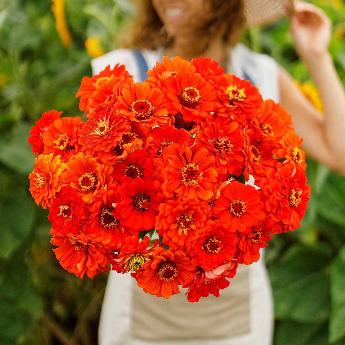 Zinnia Seeds - Orange King