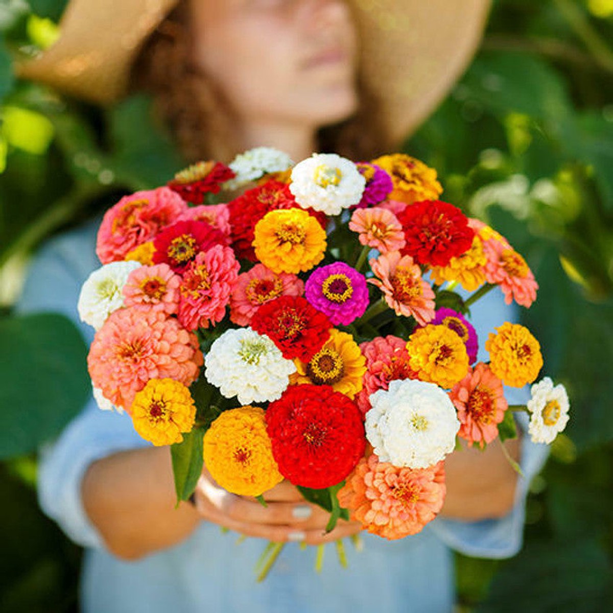 Zinnia Zinnia Elegans Pumila Mix Flower For Planting In Home Garden Beds Or Planters Flower Seeds