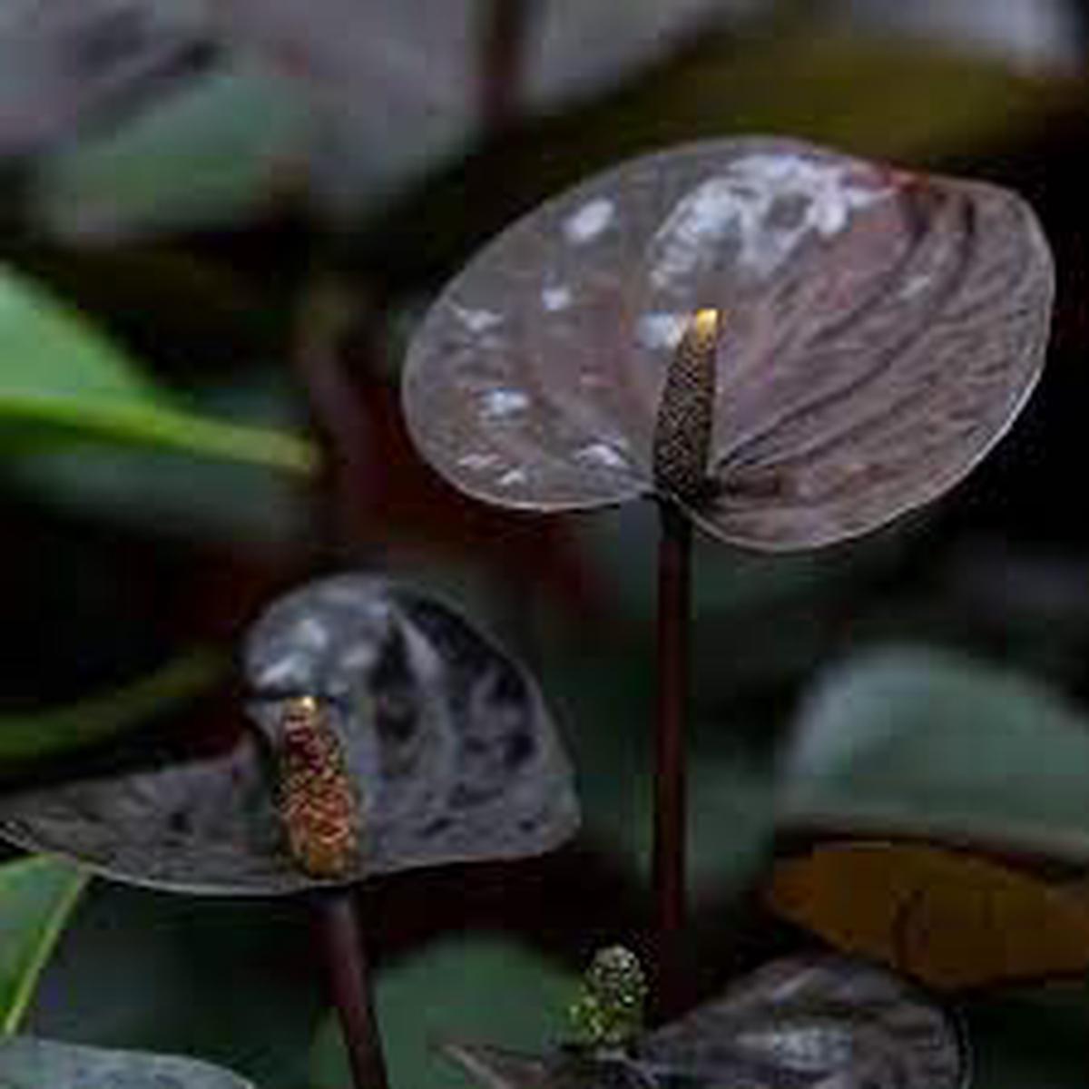 Anthurium Black Queen Plant Seeds - Heirloom, Non-GMO, High Germination Organic Garden Seeds for Planting