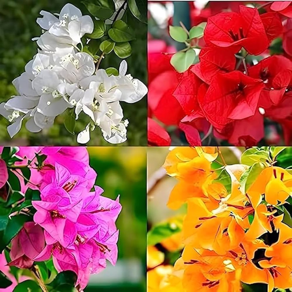 Blooming Bougainvillea Bonsai Seeds Tropical Vine for Vibrant Miniature Gardens