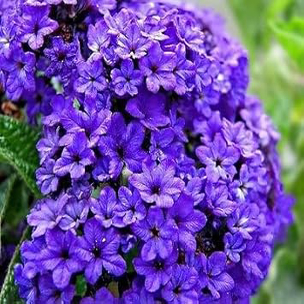 Blue Marine Flower Seeds for Planting Organic, Heirloom, Non-GMO Garden Blooms