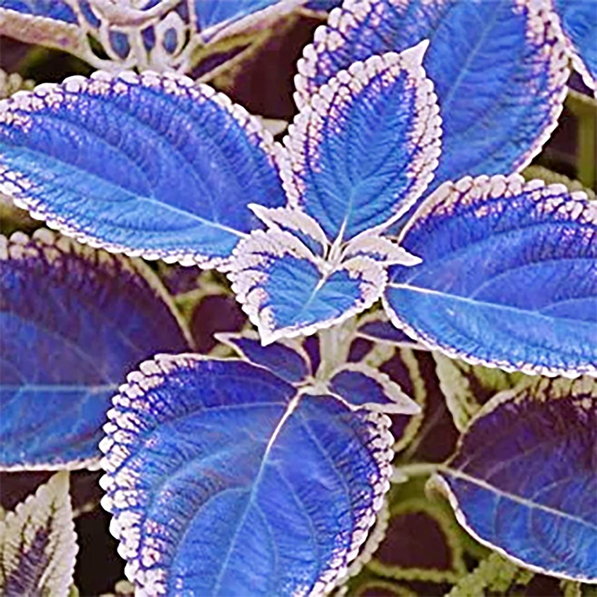 Blue White Coleus Flower Seeds Heirloom Non-GMO High Germination Organic Garden Seeds for Planting