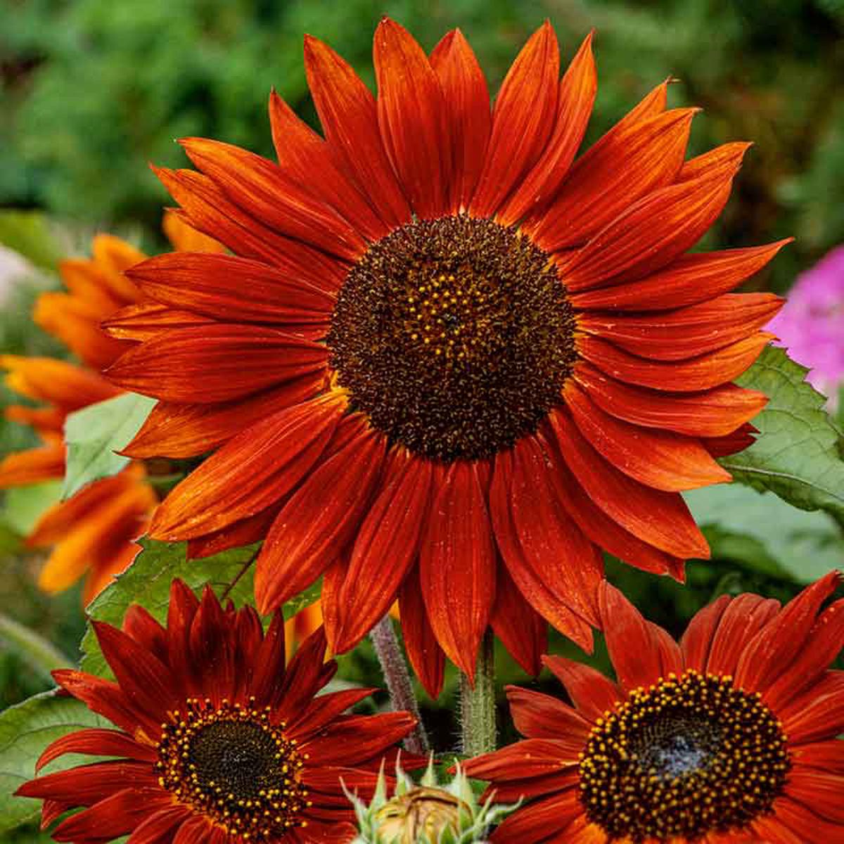 Bulk Sunflower Seeds - Velvet Queen