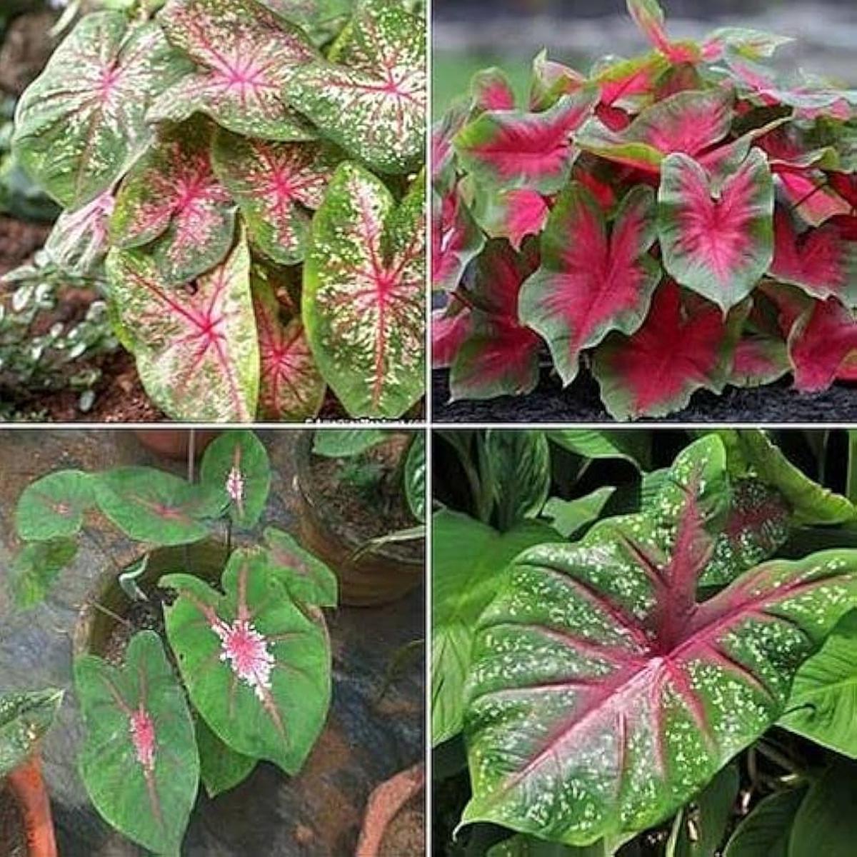 Caladium Flower Caladium spp. Seeds for Planting Pink