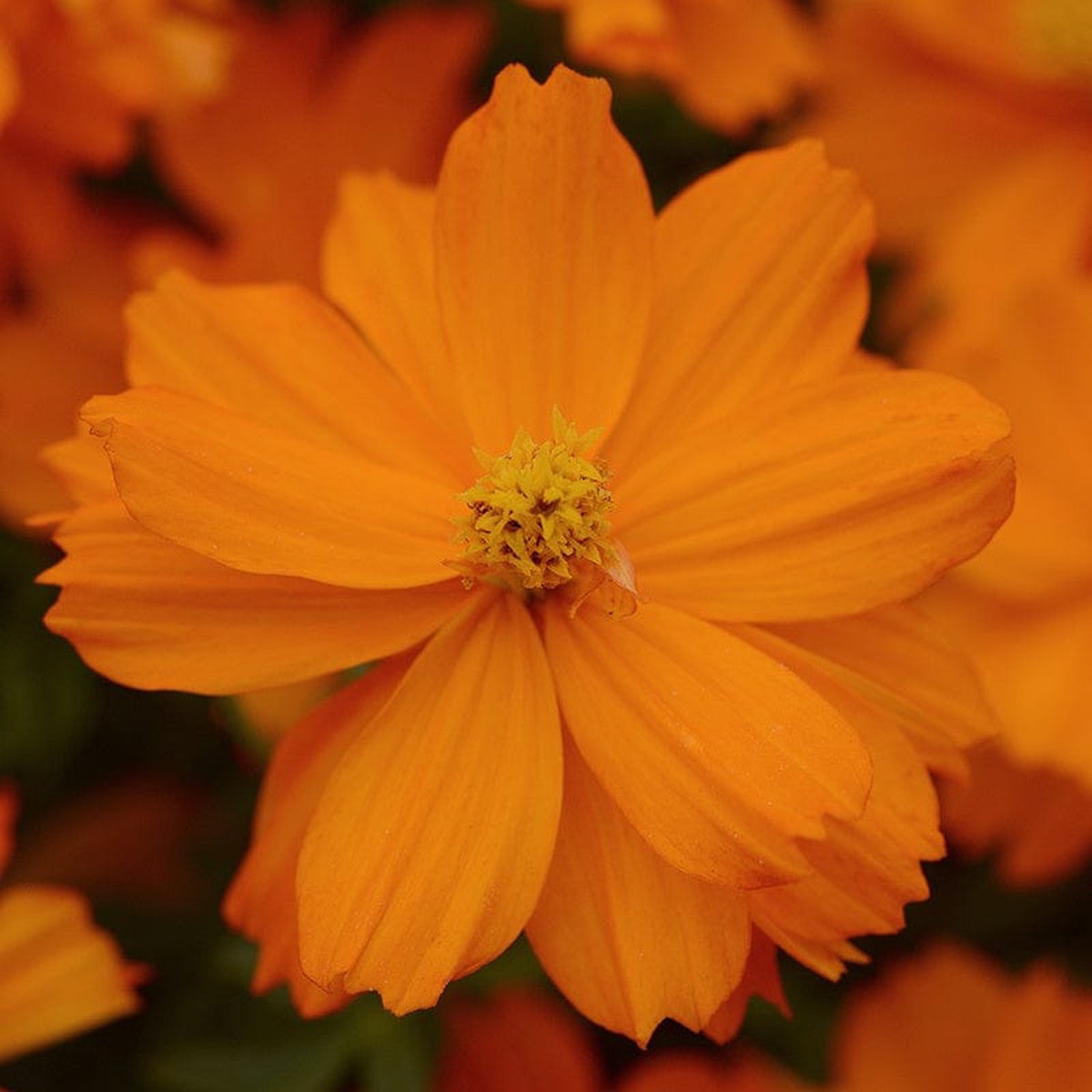 Cosmos Mandarin Seeds