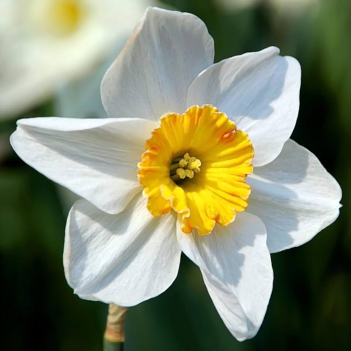 Daffodil Narcissus Pseudonarcissus Mixed Flower For Planting Perfect For Spring Blooms In Garden