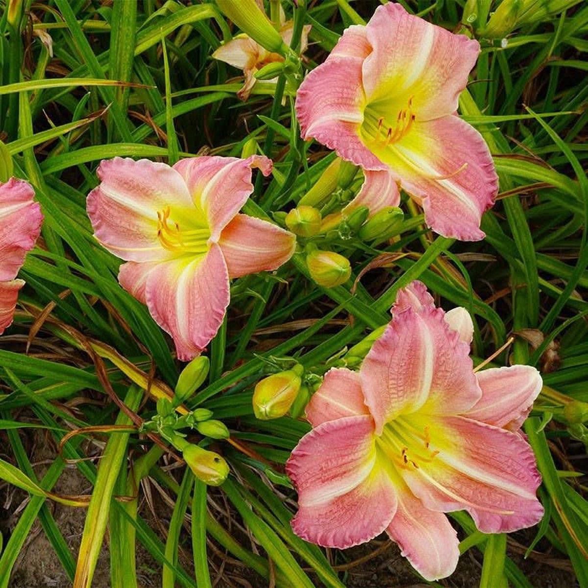 Daylily Flower For Planting Flower Seeds for Home Garden Planting, Lush Organic Blooming Collection