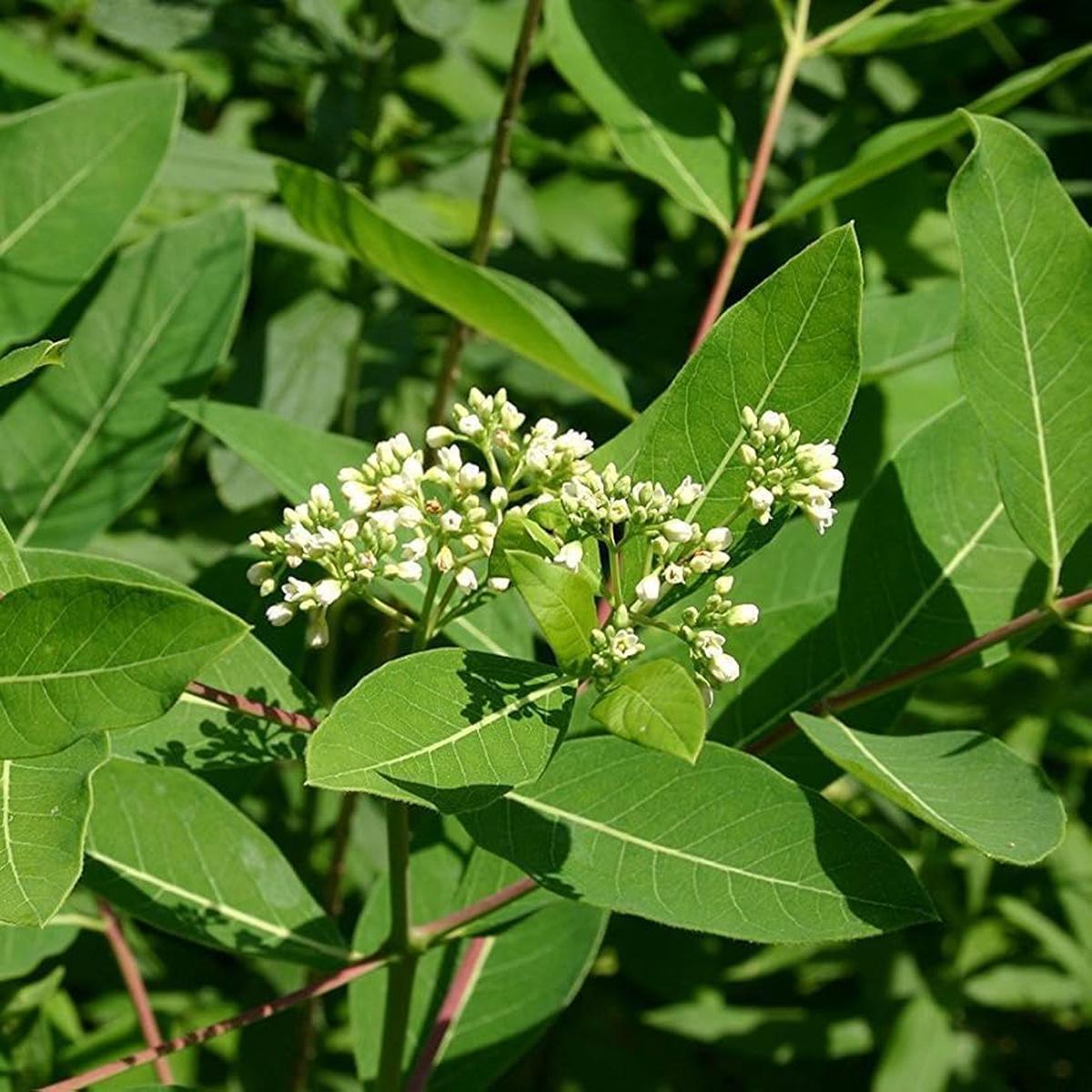 Dogbane Flower Seeds for Planting  Pollinator Friendly, Heirloom, Non-GMO, High Germination Organic Garden Seeds