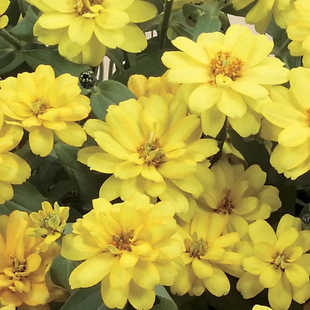 Double Yellow Zinnia Seeds | Profusion Series Bright Yellow Zinnias  Heirloom, Non-GMO, High Germination Organic Garden Seeds