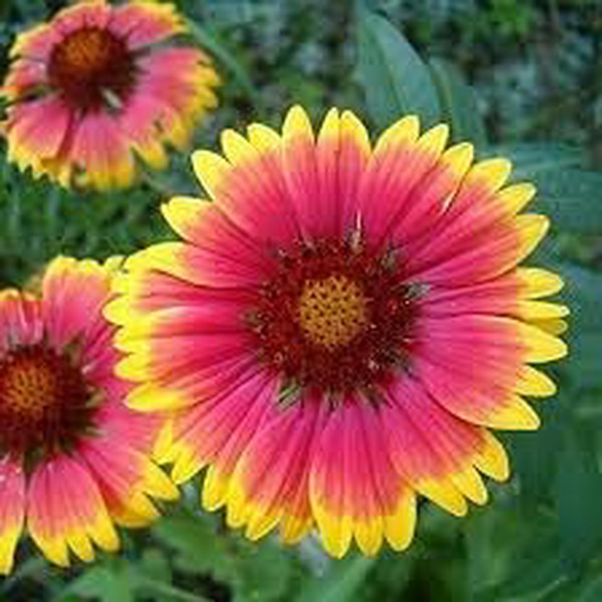 Gaillardia Flower seeds for Planting Vibrant Colors Heirloom & GMO Free Seeds for Home Garden