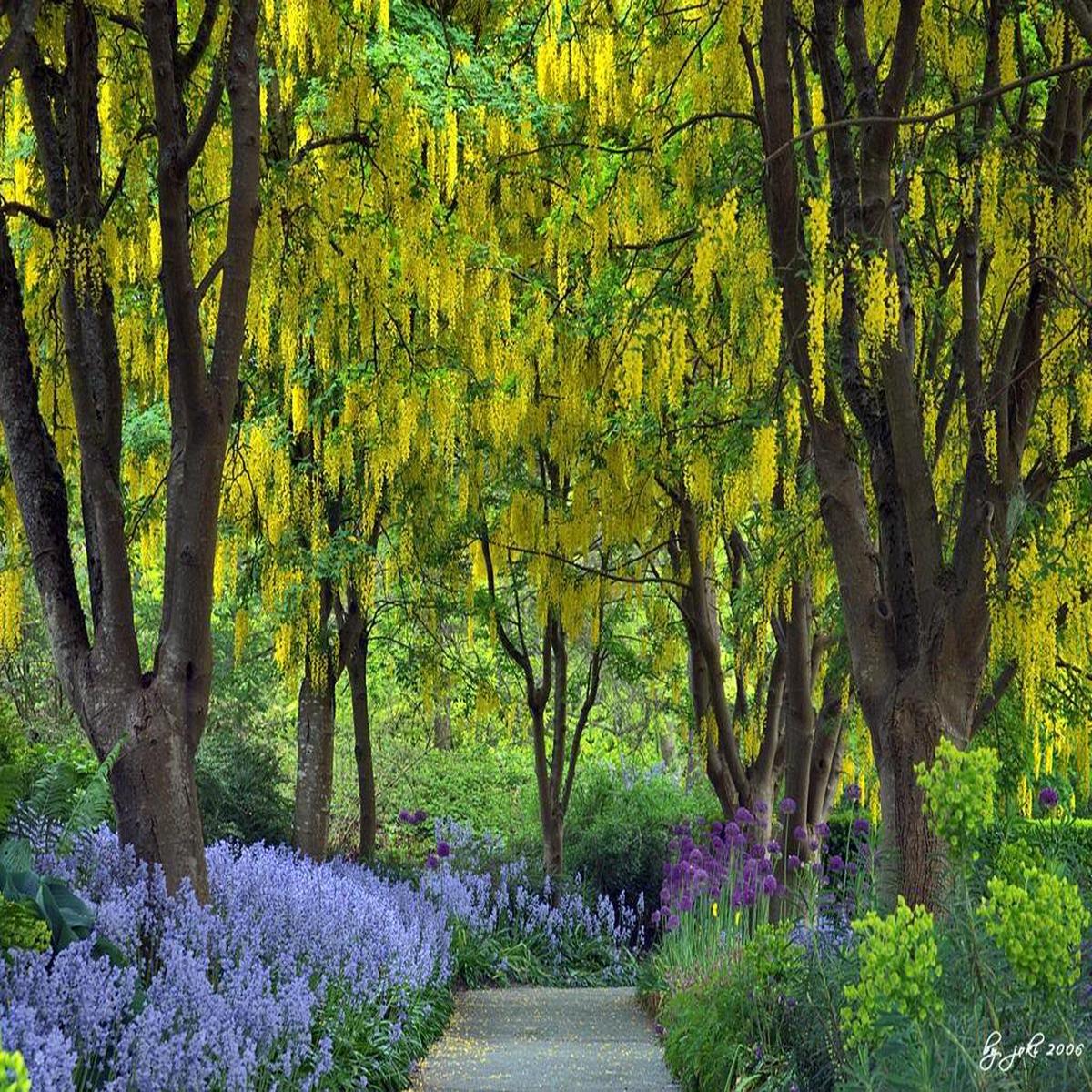 Golden Chain Tree Flowering Tree Laburnum anagyroides Yellow Seeds for Garden