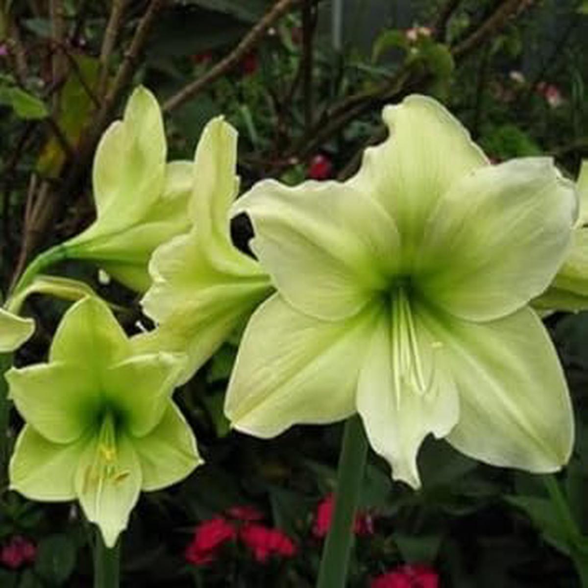 Green Hippeastrum Rutilum Flower Seeds for Planting  Heirloom, Non-GMO, High Germination Organic Amaryllis Seeds