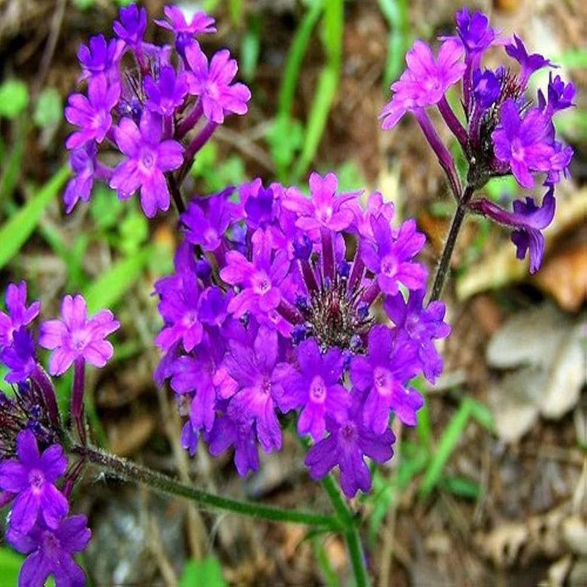 Hastata Flower Seeds for Planting - 100 pcs