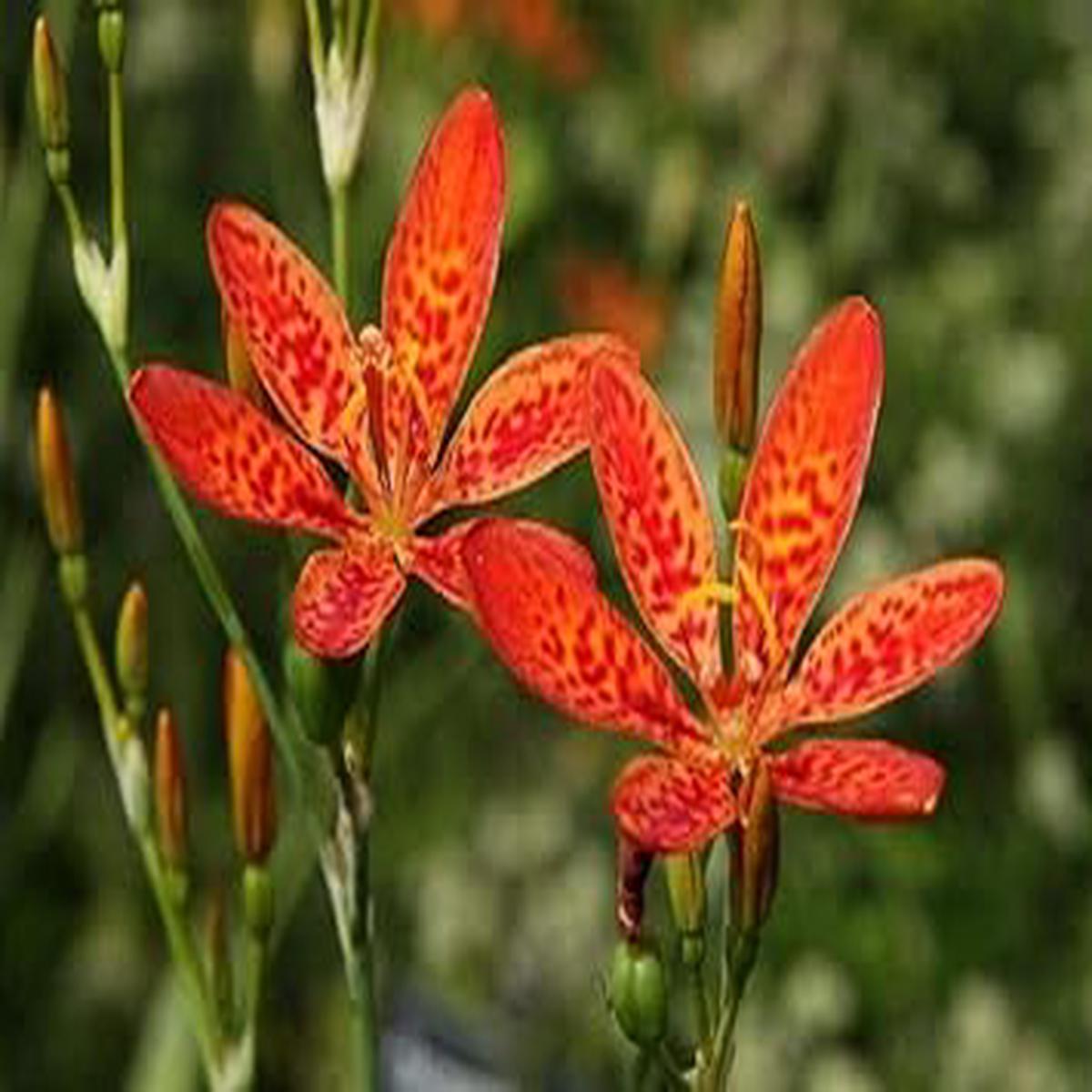 Heirloom Belamcanda Flower Seeds for Garden Planting, Non-GMO, Lily Blooms for gardens