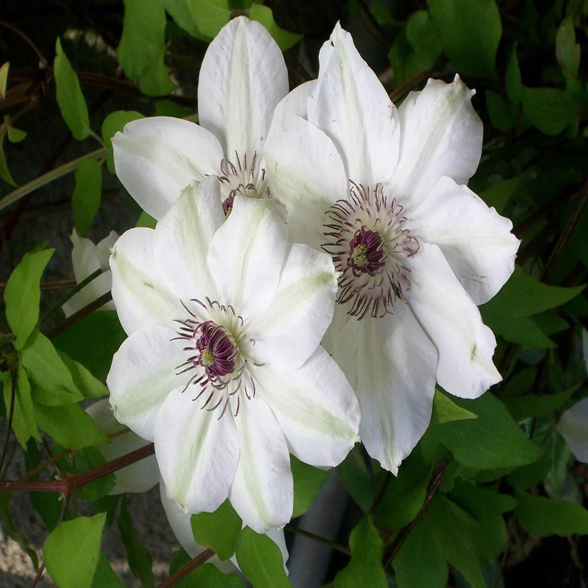 Heirloom Clematis Flower Seeds for Planting  Wildflower Mix, Heirloom & Non-GMO Home Garden Seeds