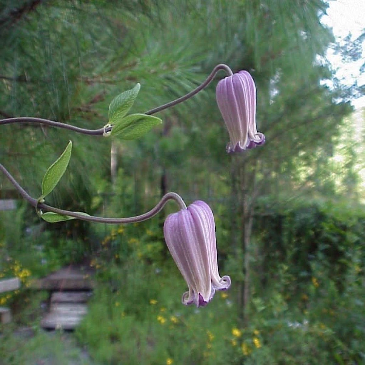 Heirloom Non-GMO Clematis Reticulata Flower Seeds Climbing Vine Flower Seeds for Planting