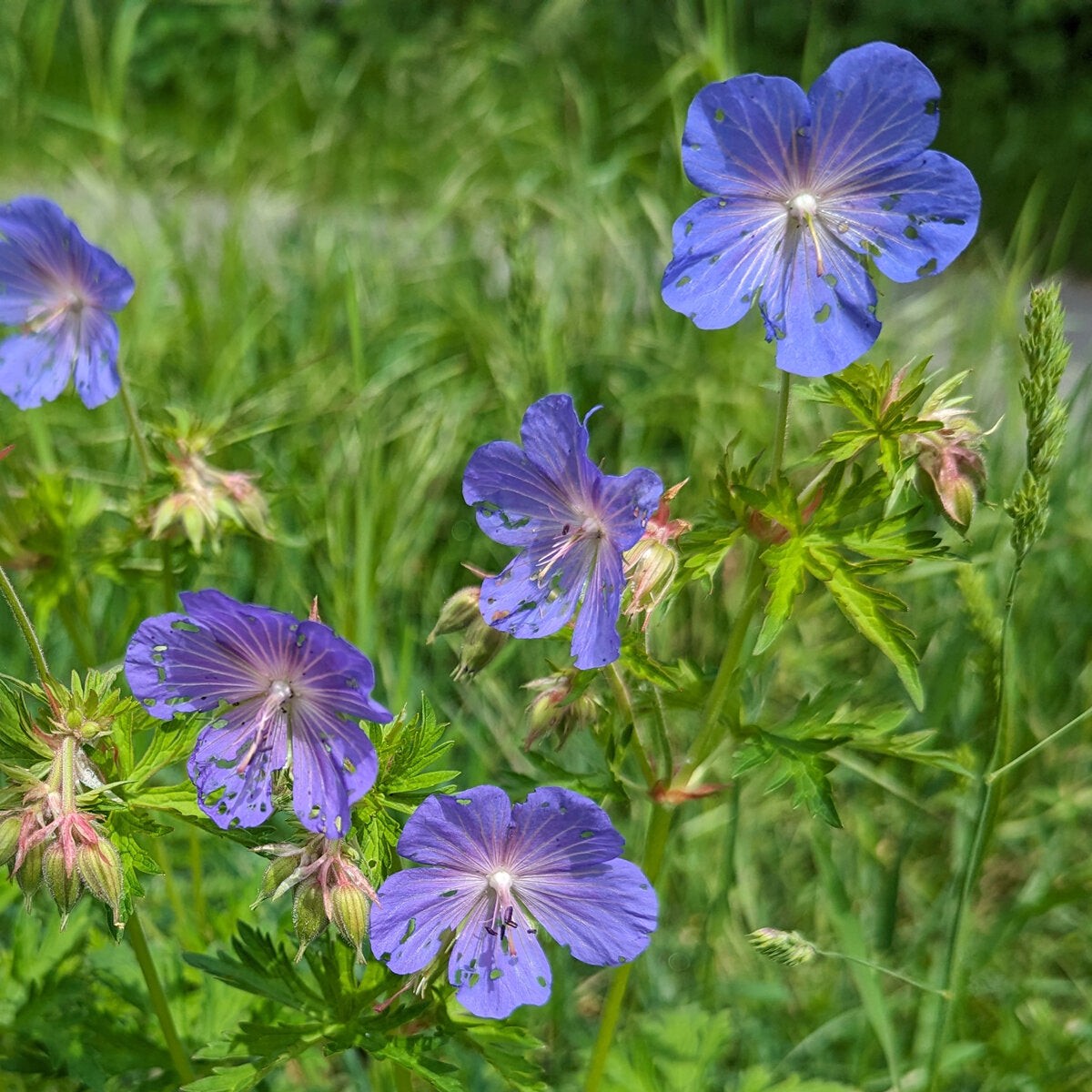 Heirloom Non-GMO Geranium Pratense Flower Seeds for Planting  Classic Garden Blooms