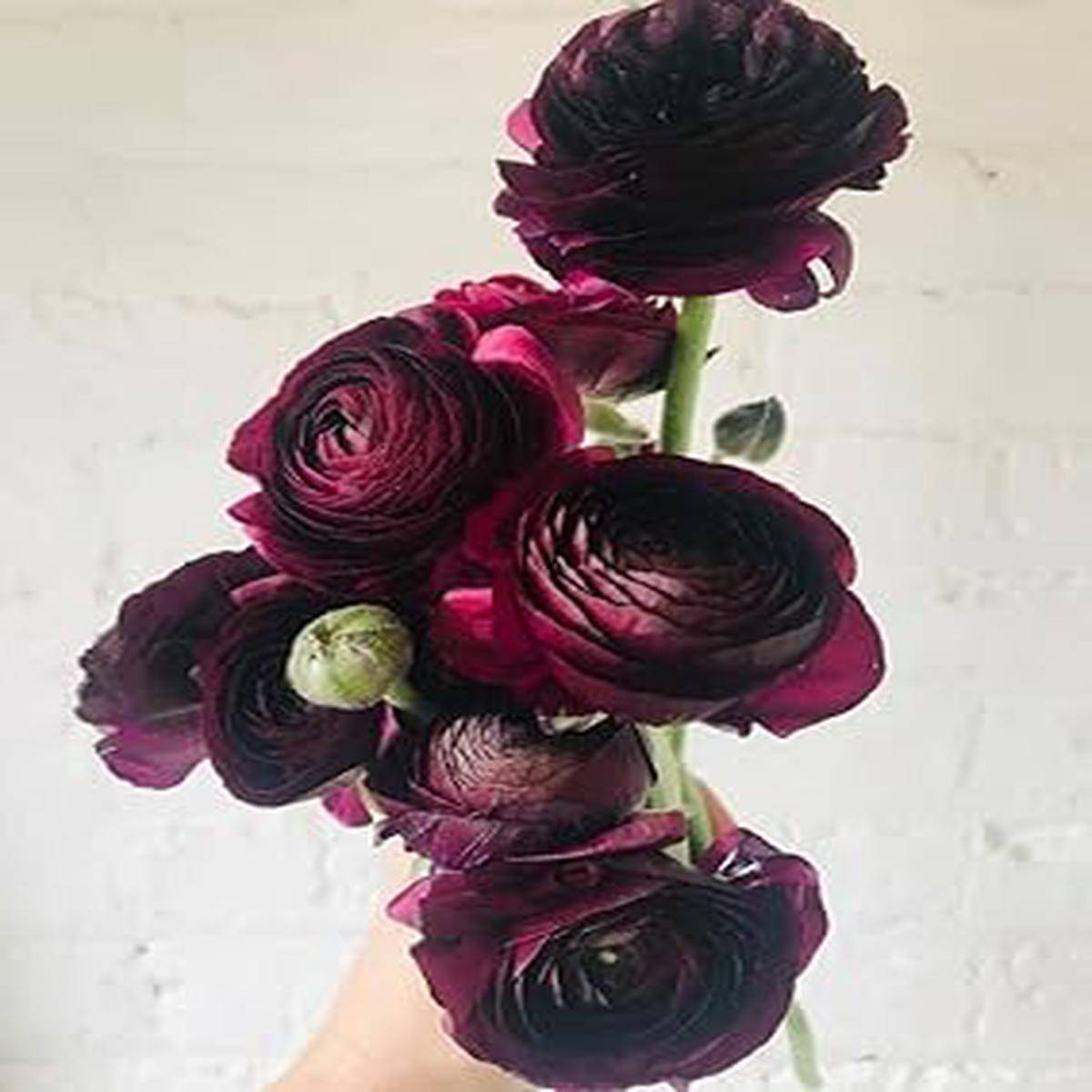 Heirloom Non-GMO Purple Ranunculus Flower Seeds for Planting High Germination Organic Garden Seeds