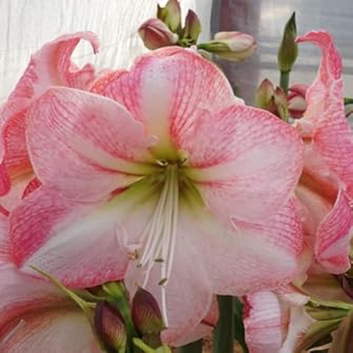 Heirloom Non-GMO White Pink Hippeastrum Rutilum Flower Seeds for Garden Planting  Exotic Amaryllis Blooms