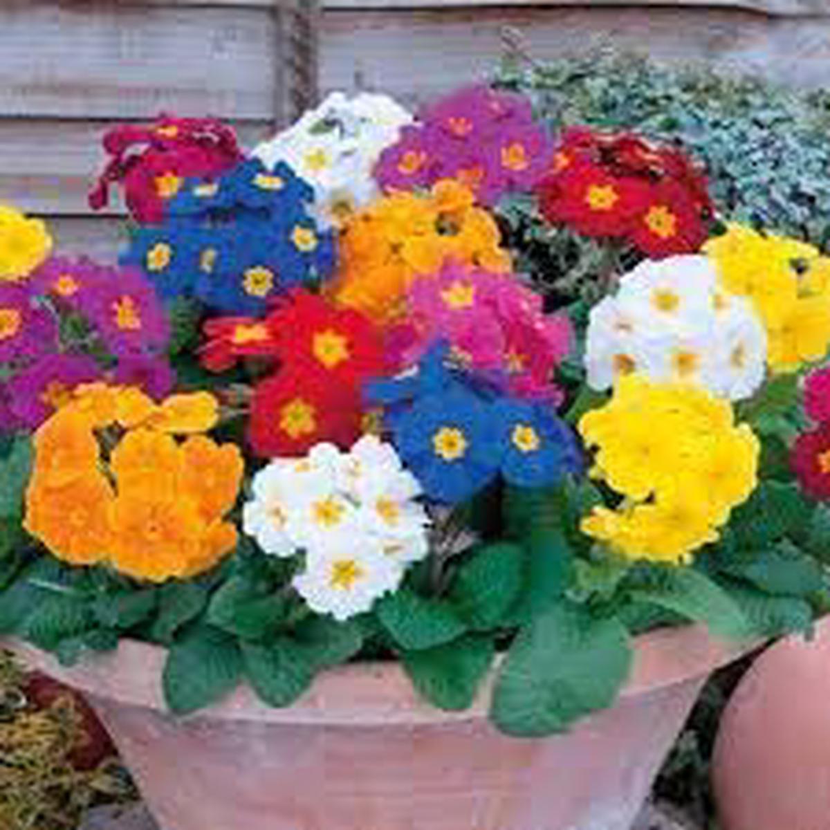 Heirloom Polyanthus Flower seeds for Planting Wildflower Mix Heirloom & GMO Free Seeds for Home Garden