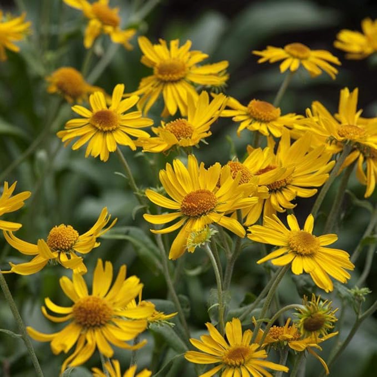 Helenium Hoopesii Golden Flower Seeds for Golden Helenium Blooms