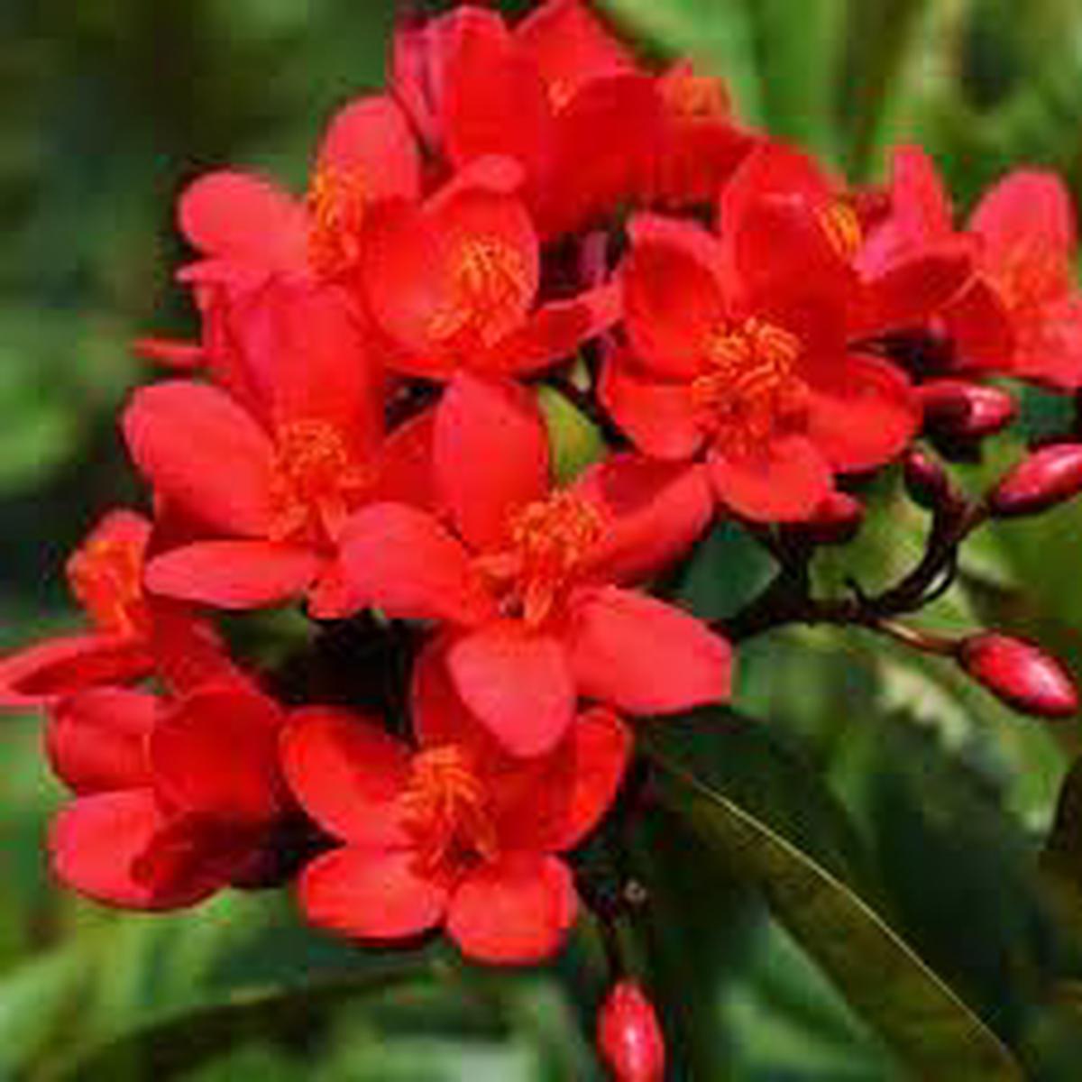 Jatropha Flower seeds for Planting - Colorful Display, Heirloom & GMO Free Seeds for Home Garden