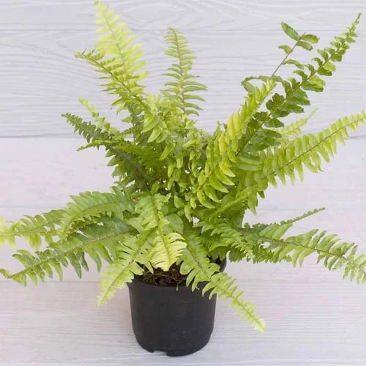 Light Green Fern for Planting Seeds Heirloom, Non-GMO, High Germination Organic Garden Seeds