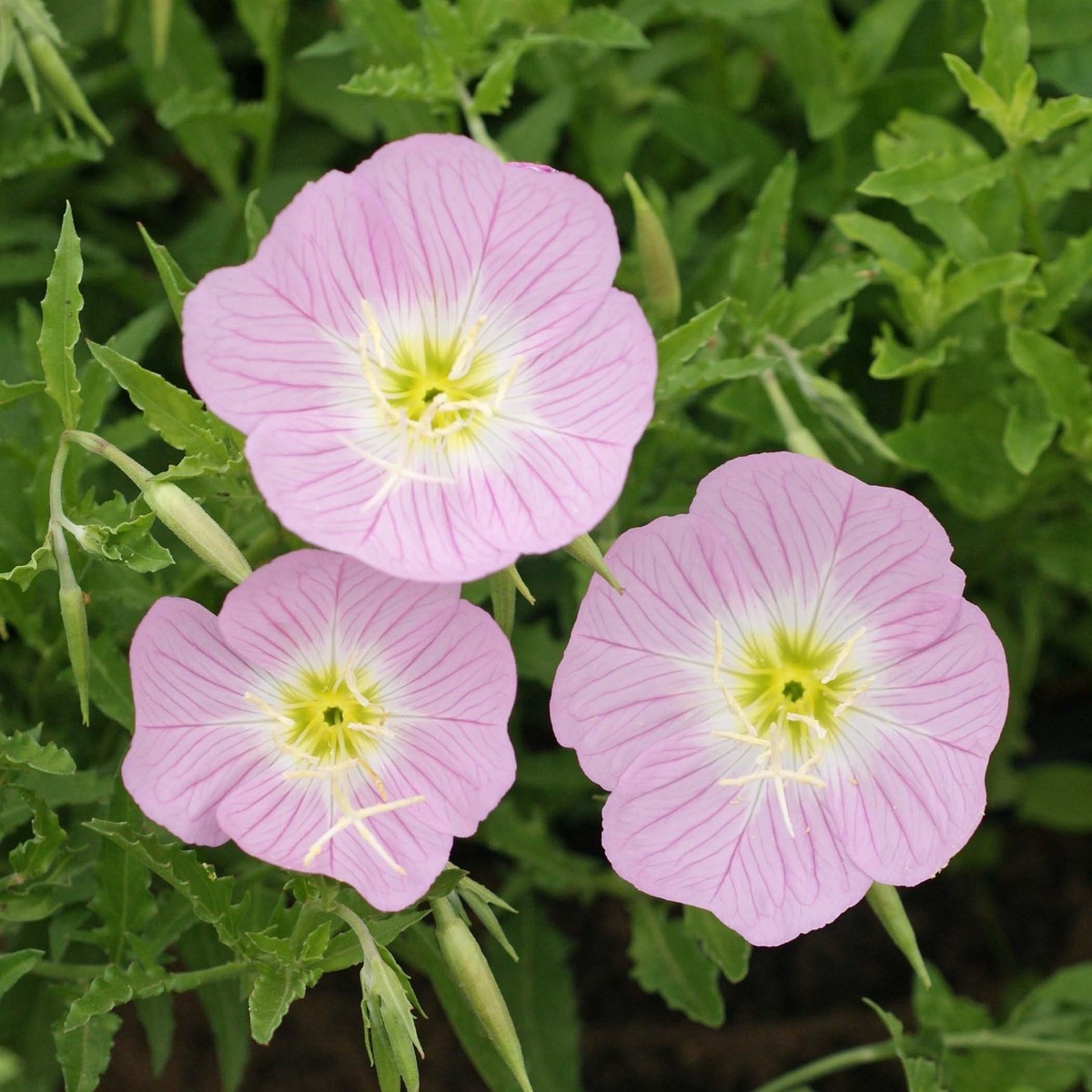 Light Pink Primrose Flower Seeds Heirloom Non-GMO Evening Blooms for Garden Ground Cover