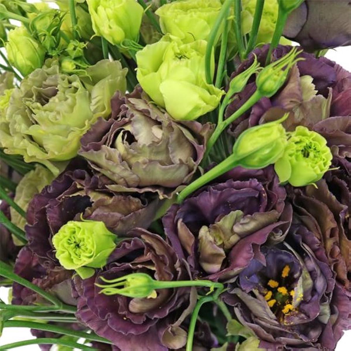Lisianthus Eustoma Grandiflorum Black Pearl Flower Seeds for Planting  Suitable for Pots and Cut Flower Gardens
